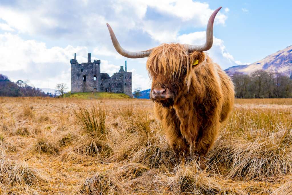 Vaca de las Tierras Altas de Escocia