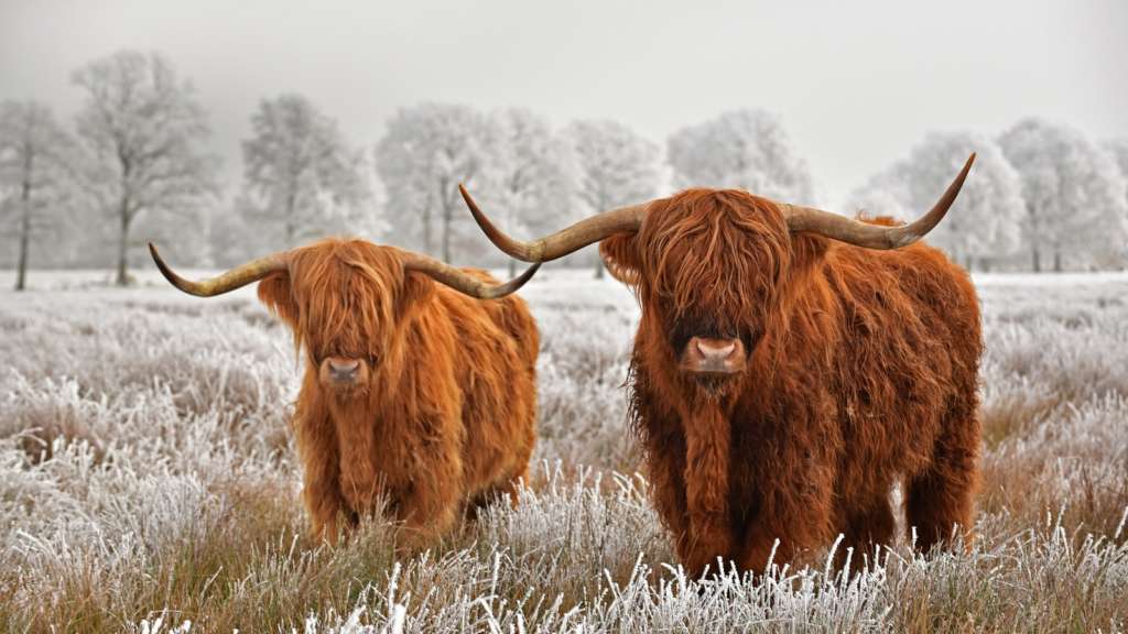 Vacas de las Tierras Altas