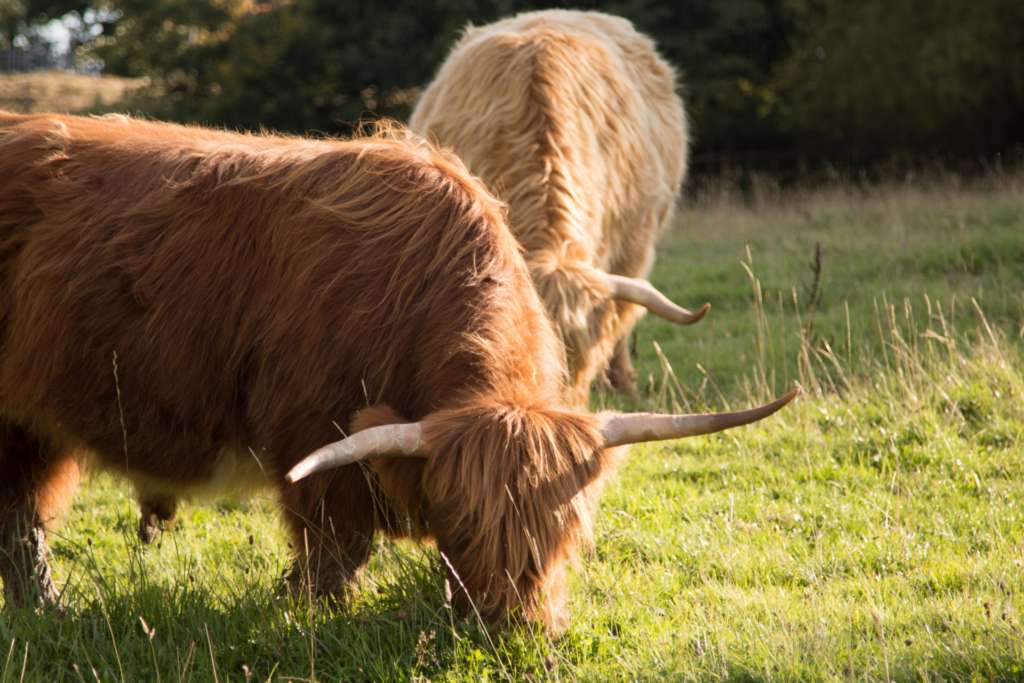 Las vacas de las tierras altas comen