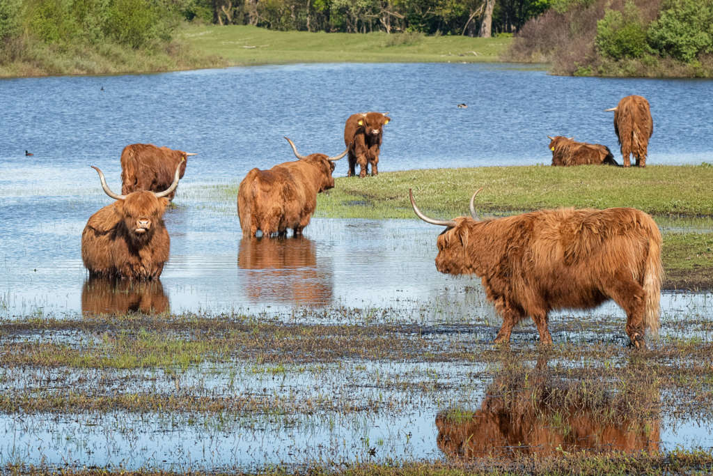 vacas de las tierras altas