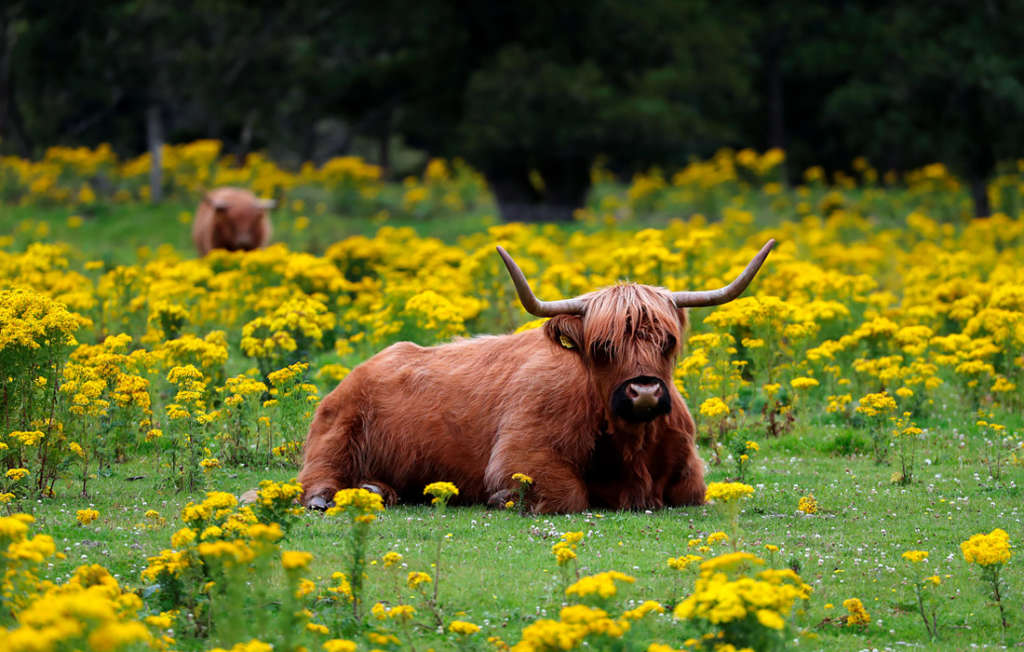 vaca de las tierras altas