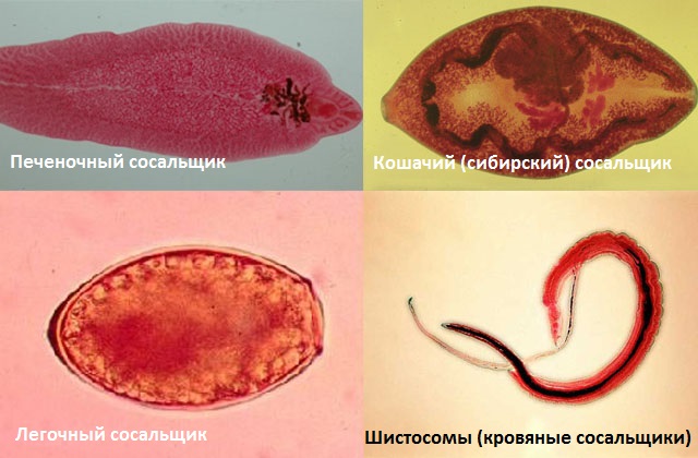 trematodos