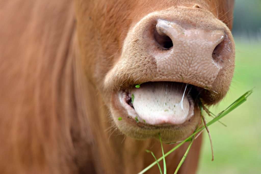 Gusanos en las vacas