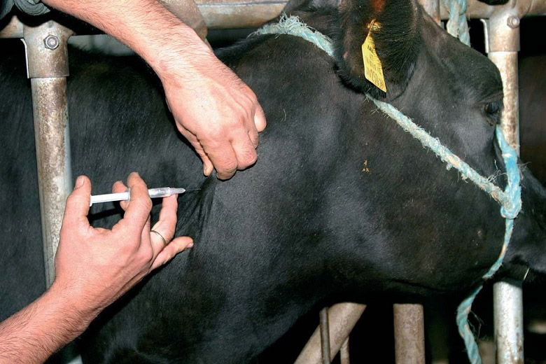 Inyección a una vaca