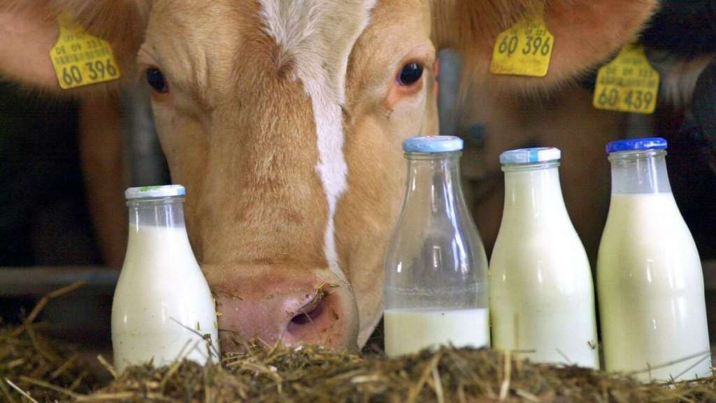 leche de vaca
