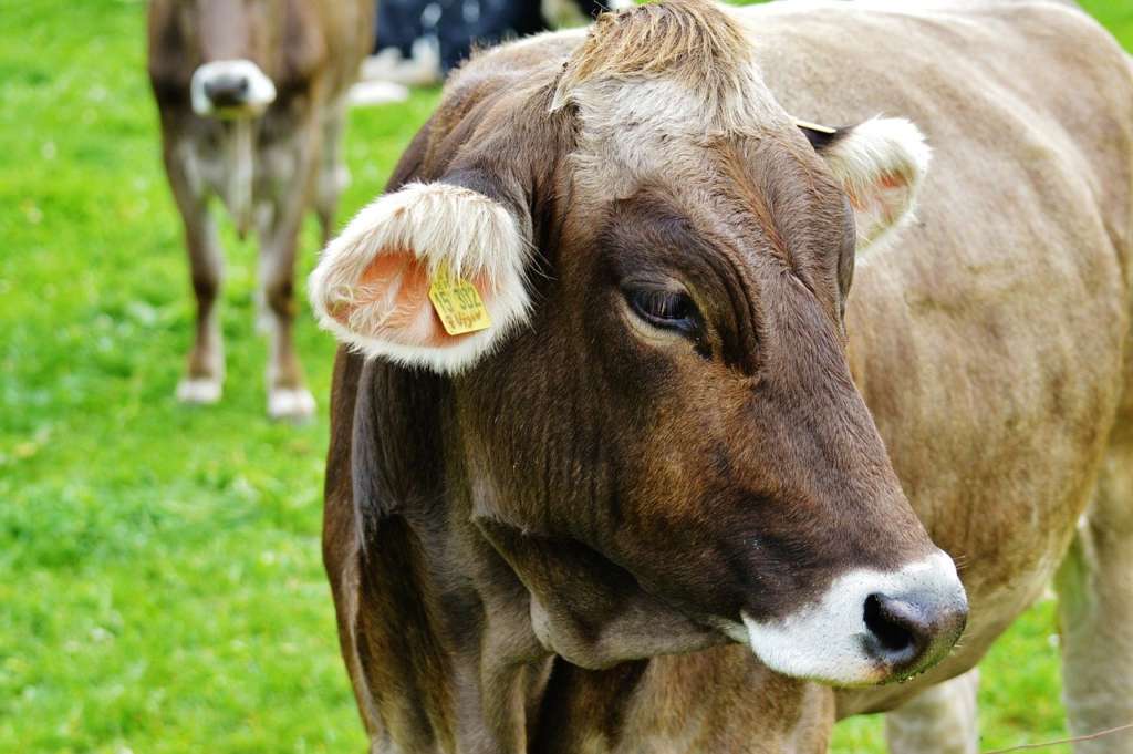 Una vaca