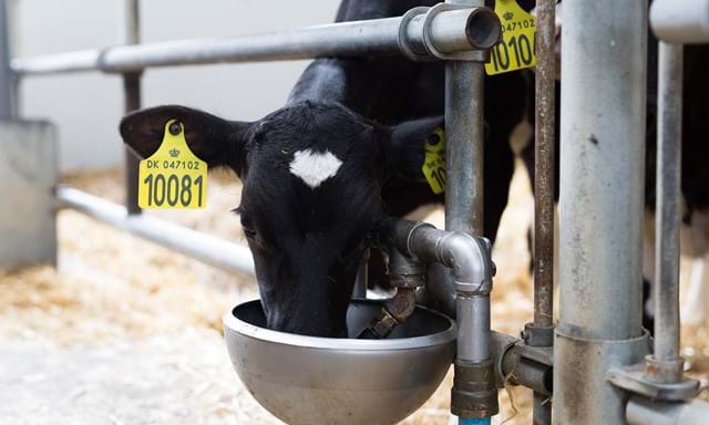Una vaca