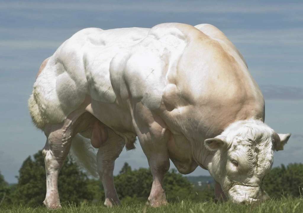 raza de vaca belga