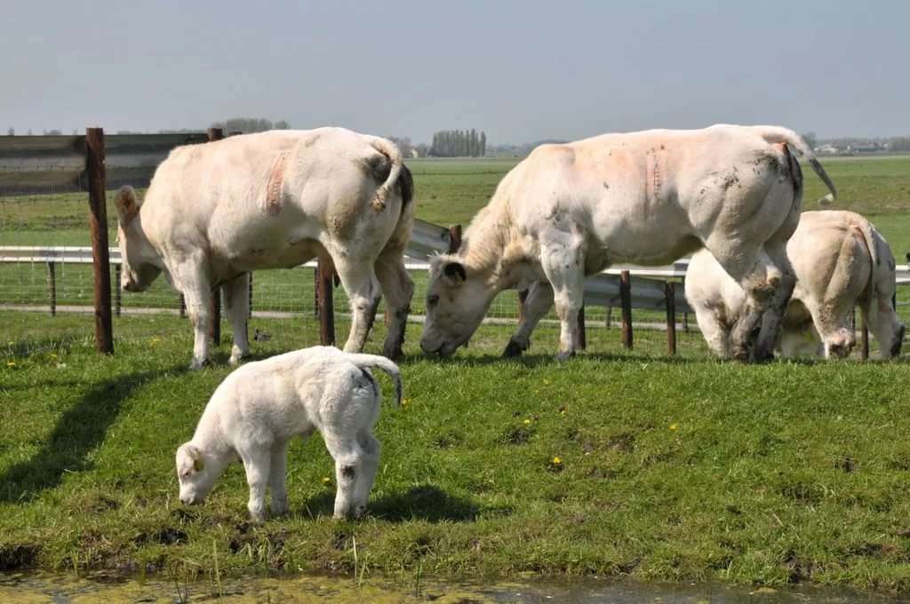Familia de vacas belgas
