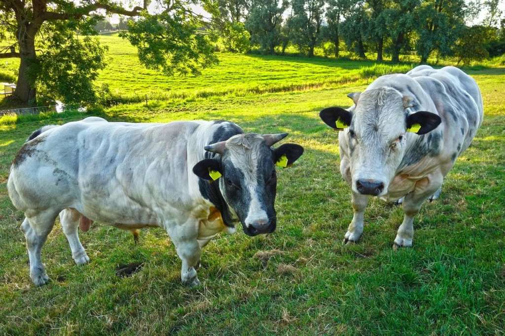 vacas belgas