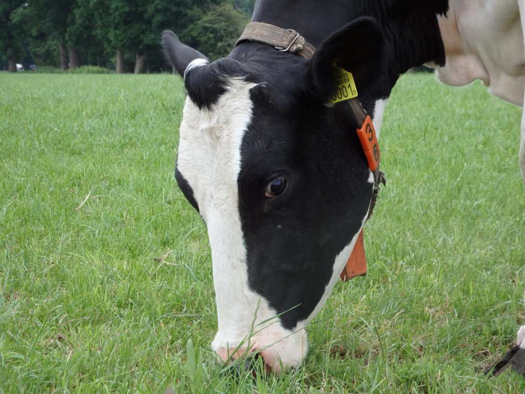 Vaca belga comiendo hierba