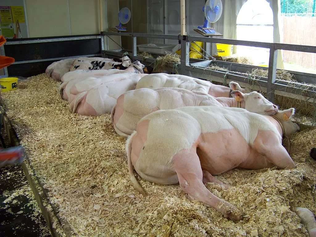 Las vacas belgas están durmiendo