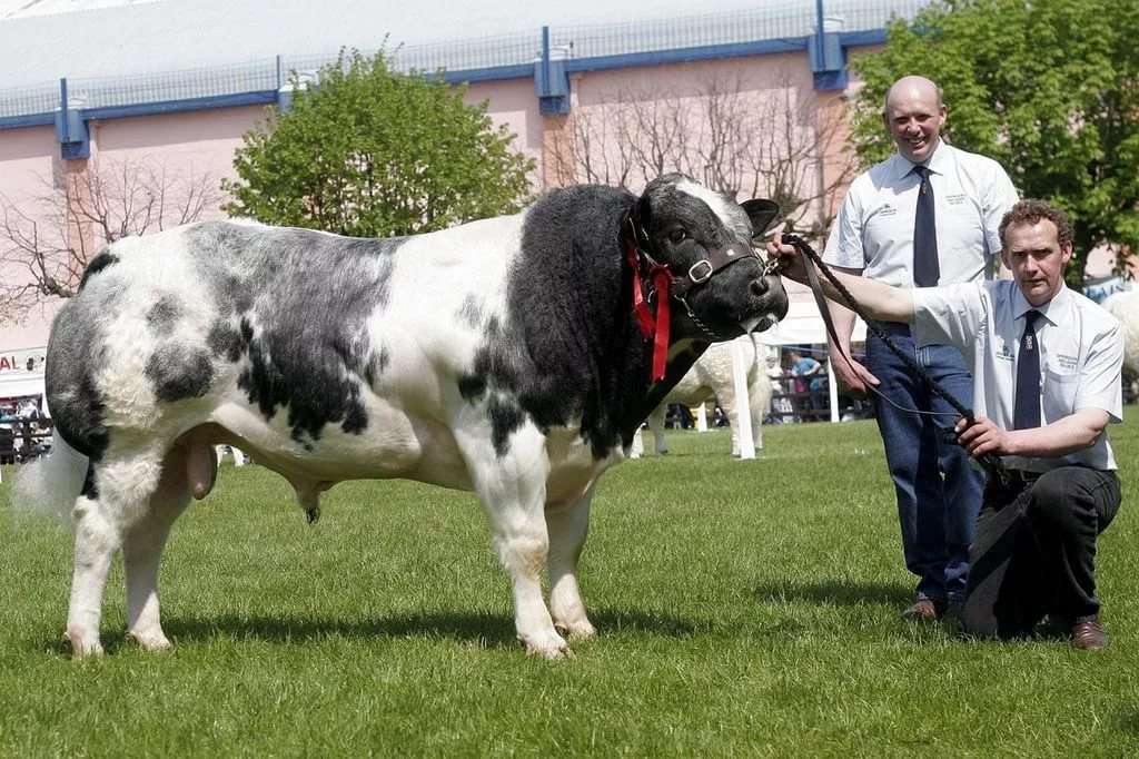 raza de vaca belga