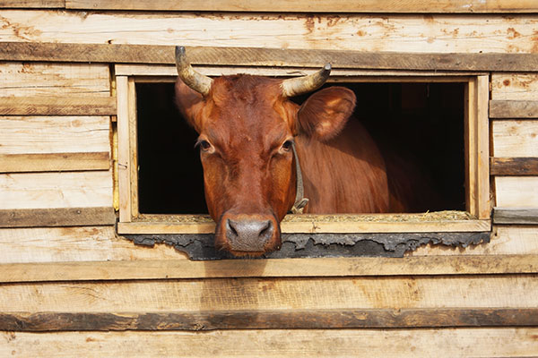 Vaca en el establo