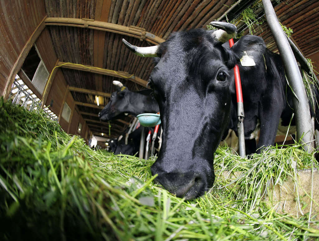 Alimento para vacas
