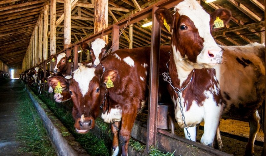 Vacas atadas en un establo