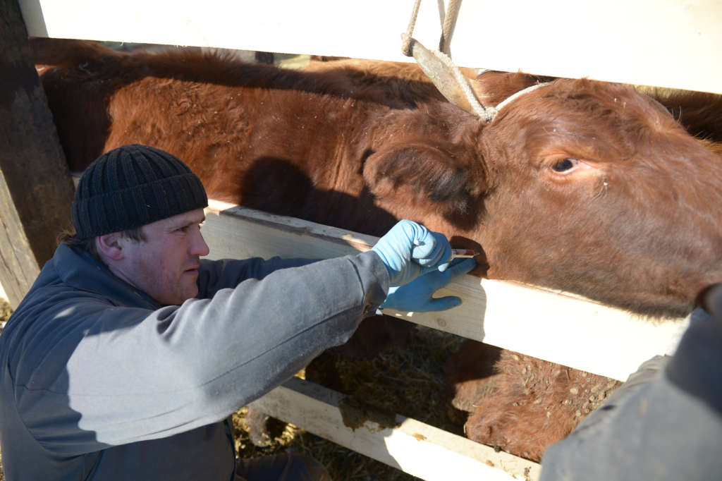 Examen de vacas para detectar brucelosis