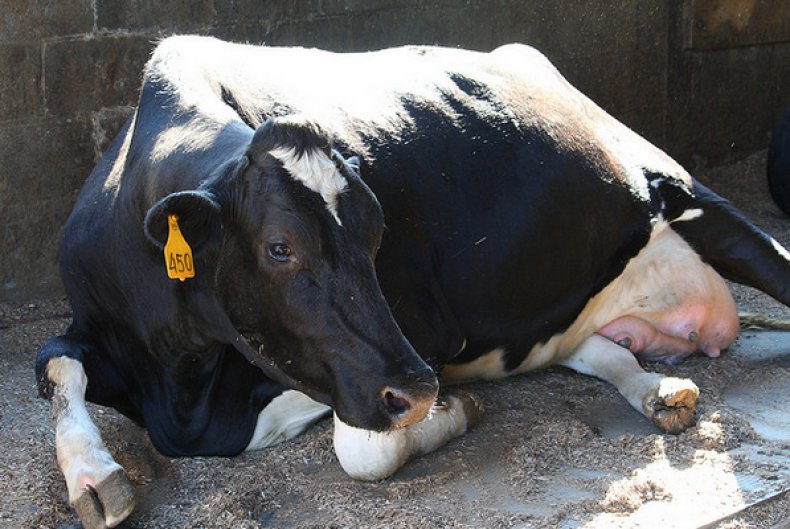 Brucelosis en una vaca