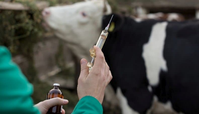 Inyección a una vaca