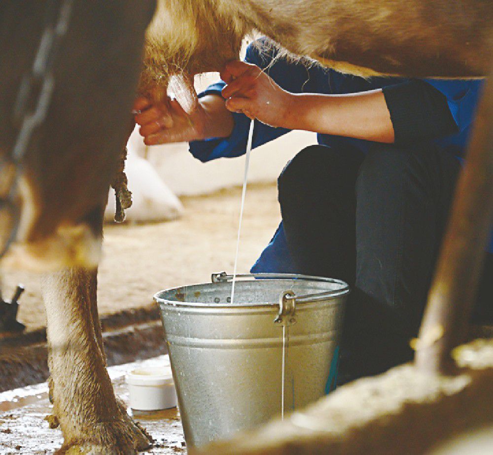 Ordeñar una vaca a mano