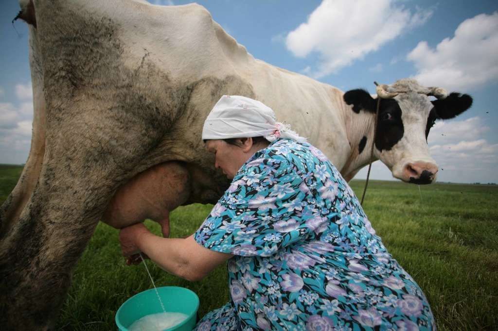 Una mujer ordeñando una vaca