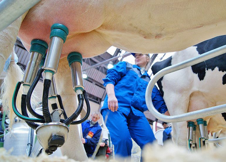 Ordeñar una vaca con una máquina de ordeño