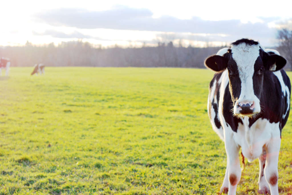 Vaca en el pasto