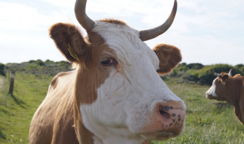 cabeza de vaca