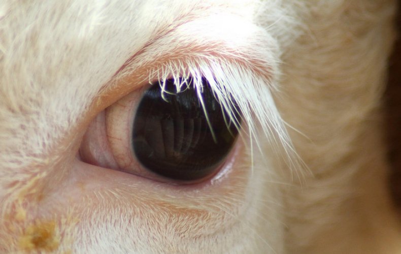 ojo de vaca