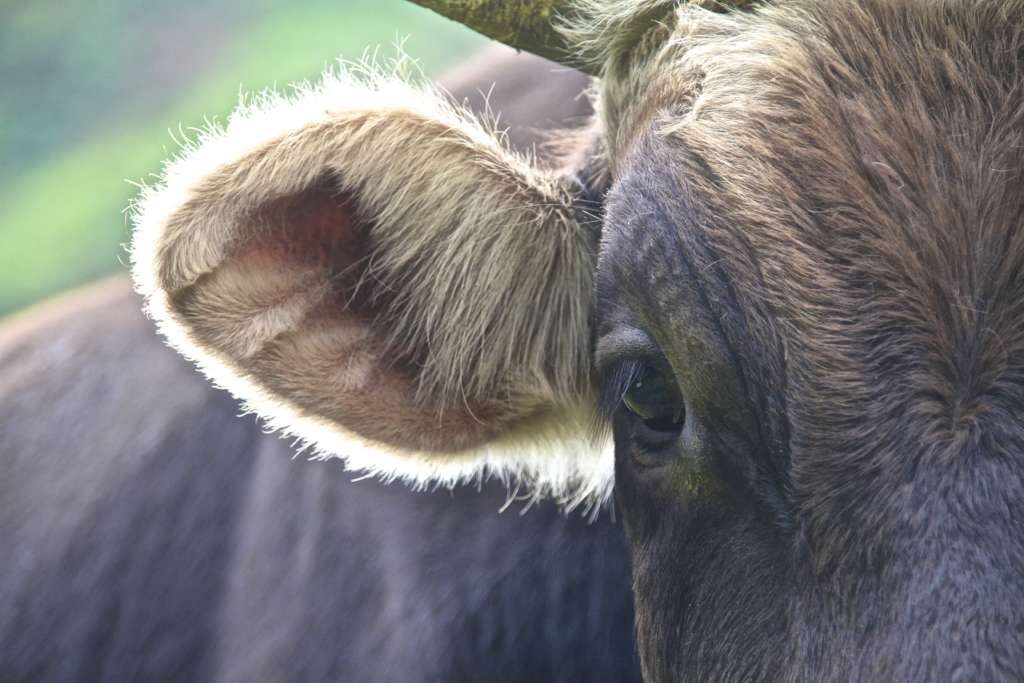 oreja de vaca