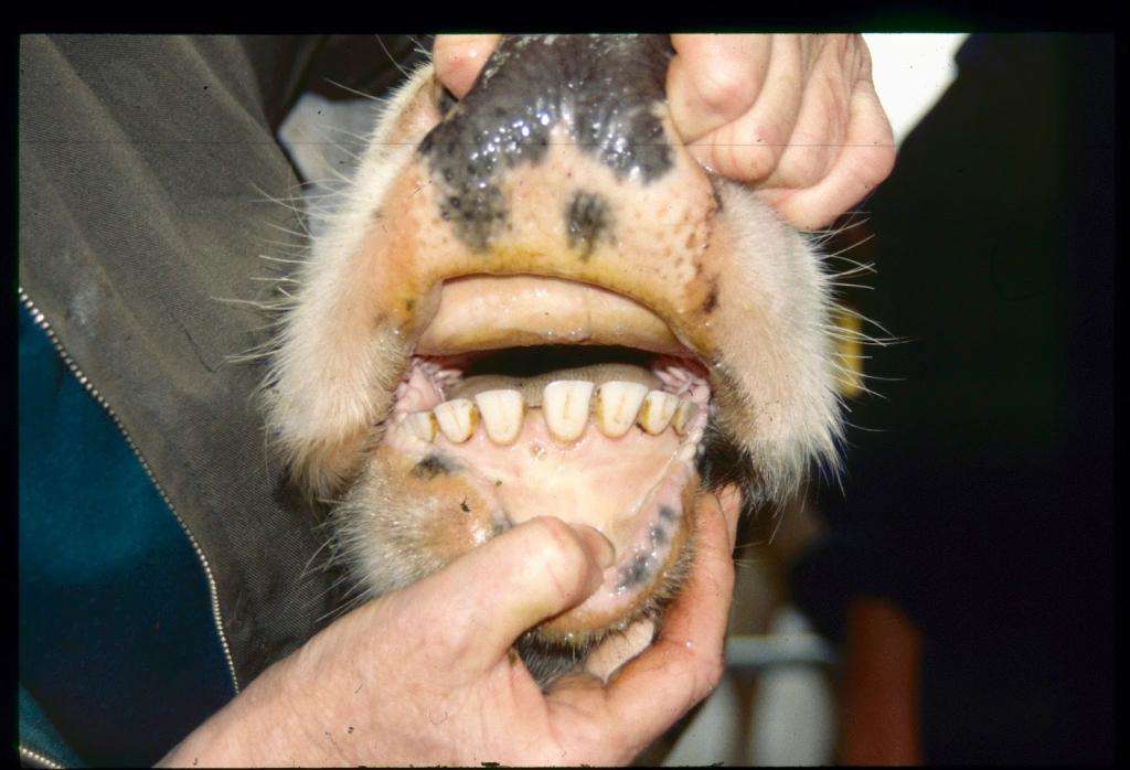 dientes de vaca