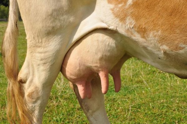 Folículos de leche de vaca