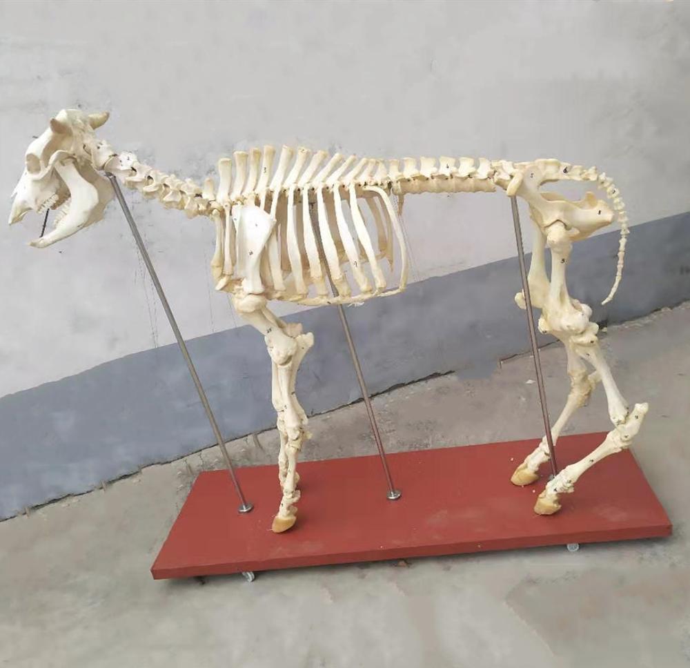 esqueleto de vaca