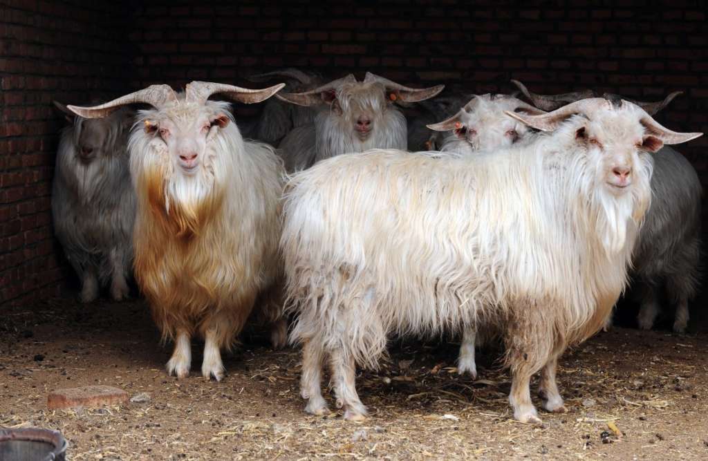 Cabras vellosas