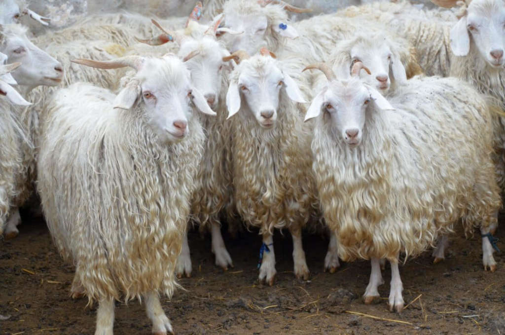 Razas de cabras de pelo suave