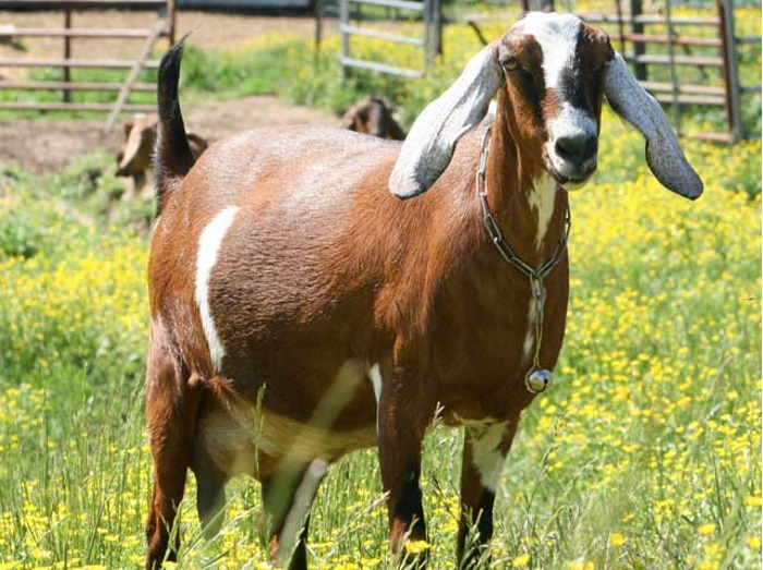 Cría de cabras en casa para principiantes de la A a la Z