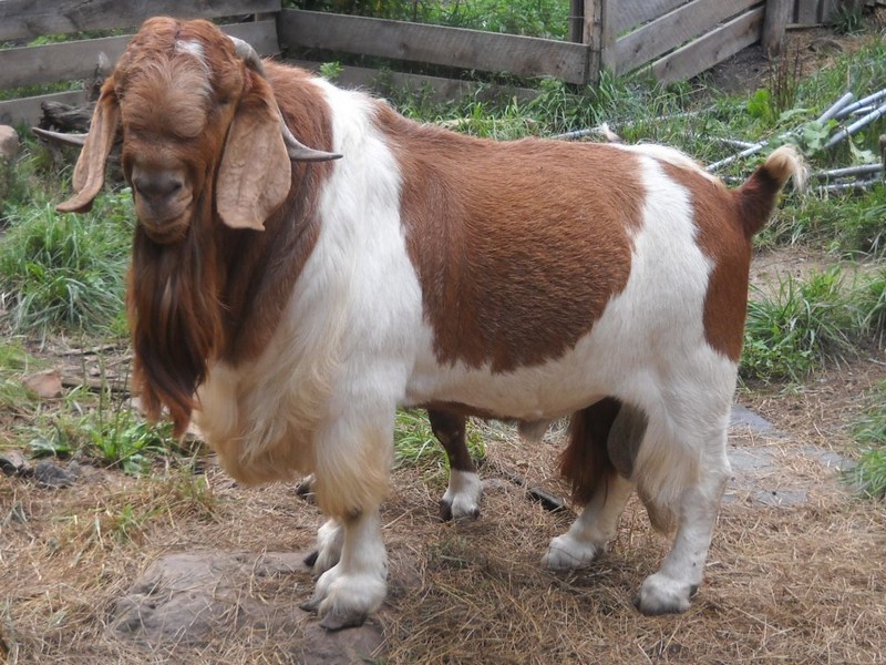 Cría de cabras en casa para principiantes de la A a la Z