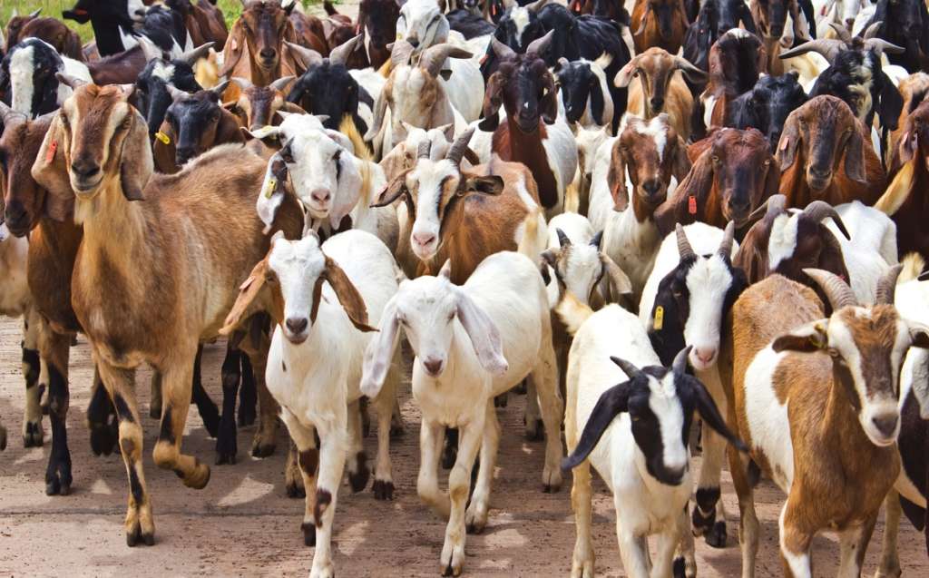 Muchas cabras