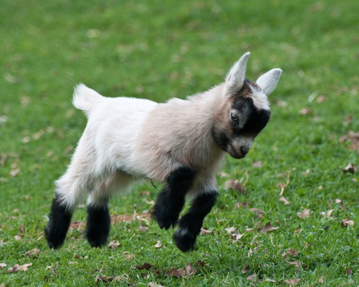 Cabrito decorativo