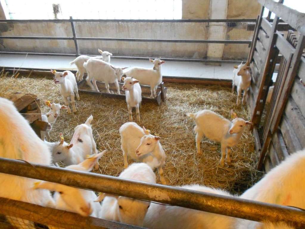 Cría de cabras
