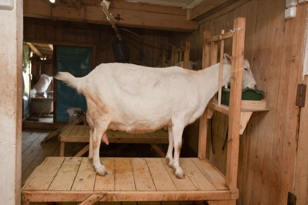 Cobertizo para guardar cabras