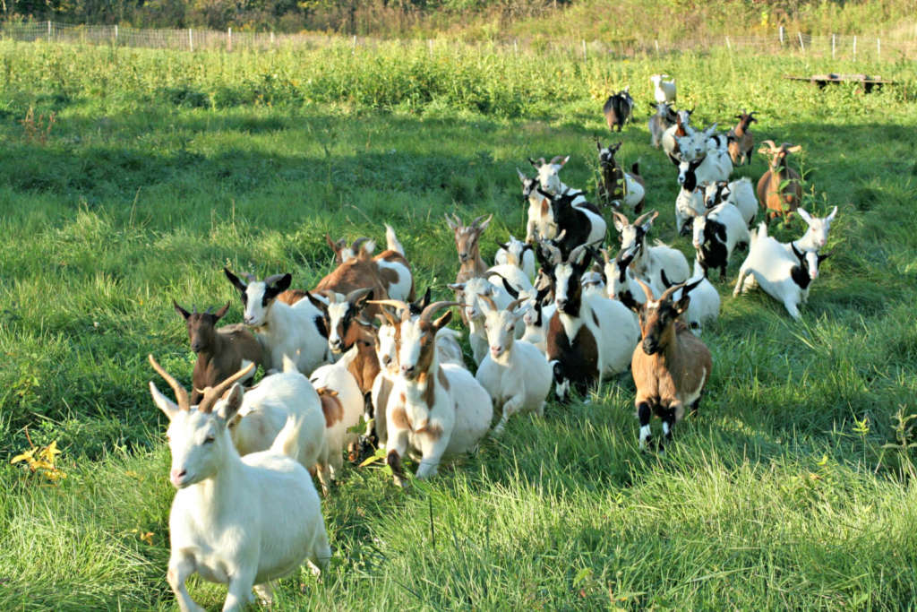 Cabras en el pasto