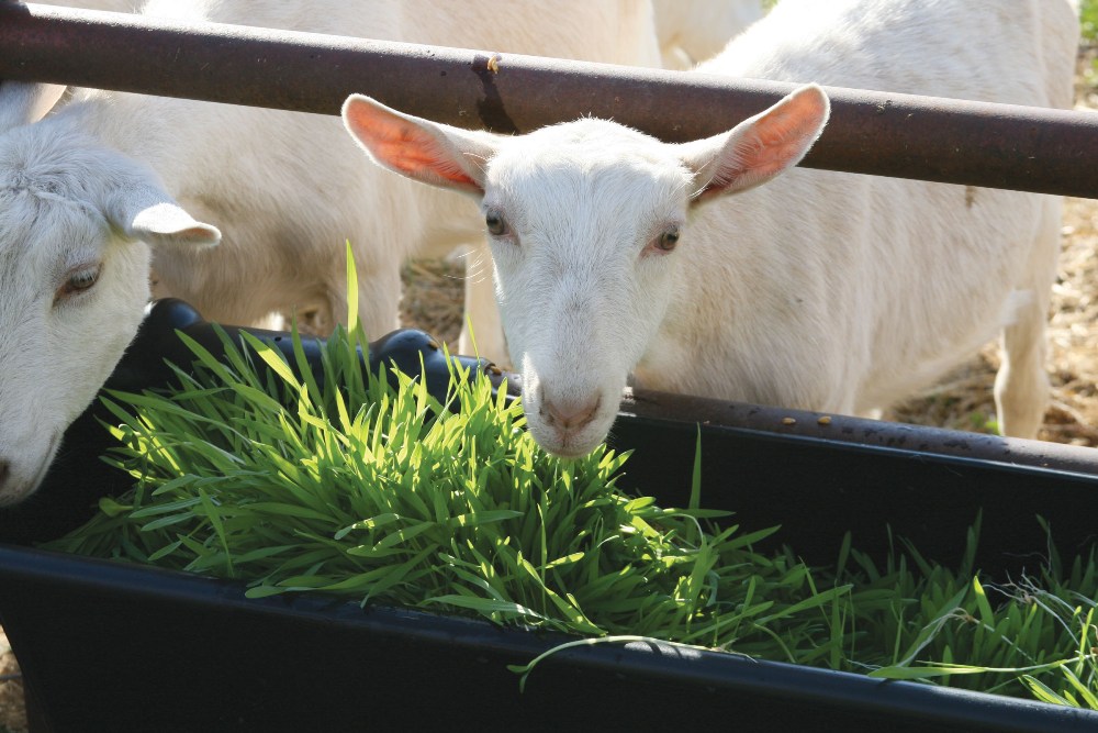 Alimentación de las cabras