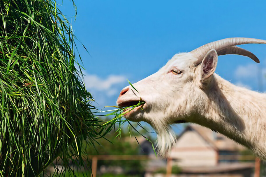 Nutrición de las cabras en verano