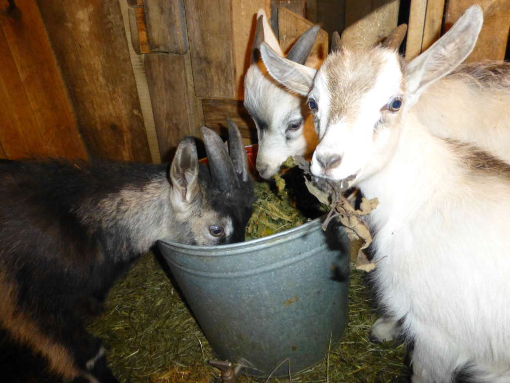 Alimentando a las cabras en invierno