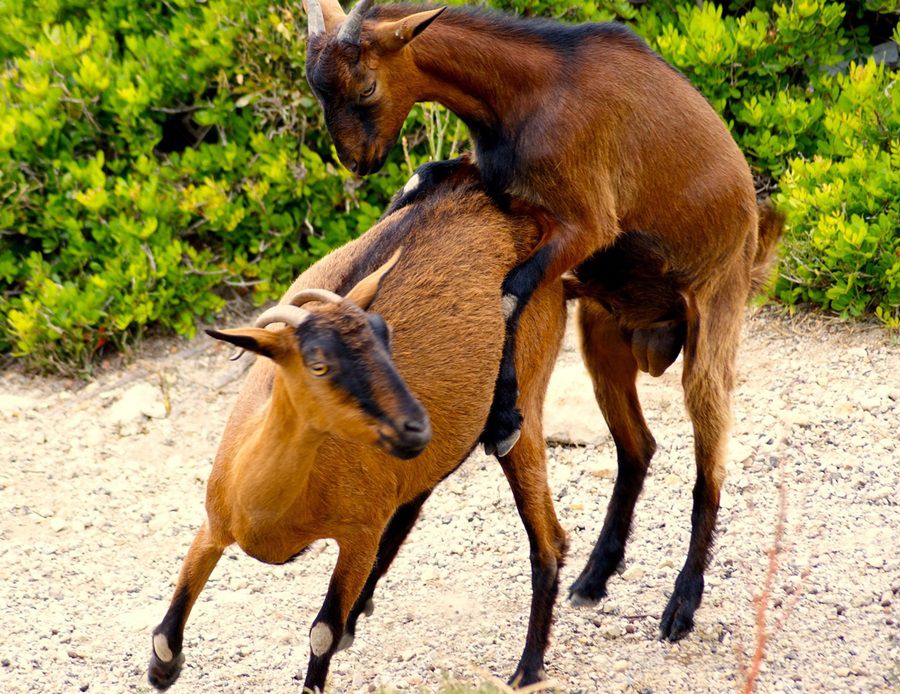 Apareamiento de cabras