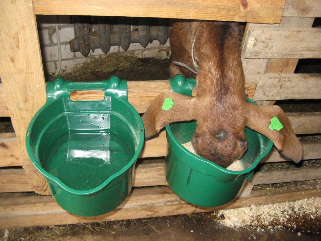 Dando de beber a las cabras