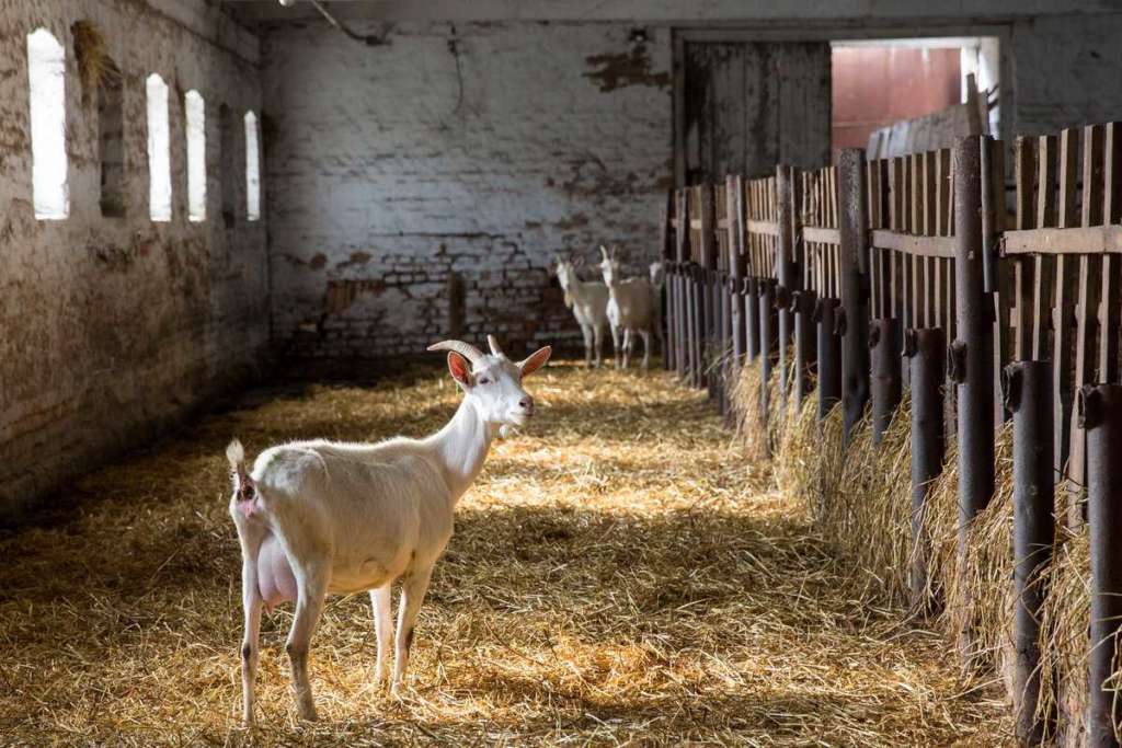 Mantener cabras sin pastoreo