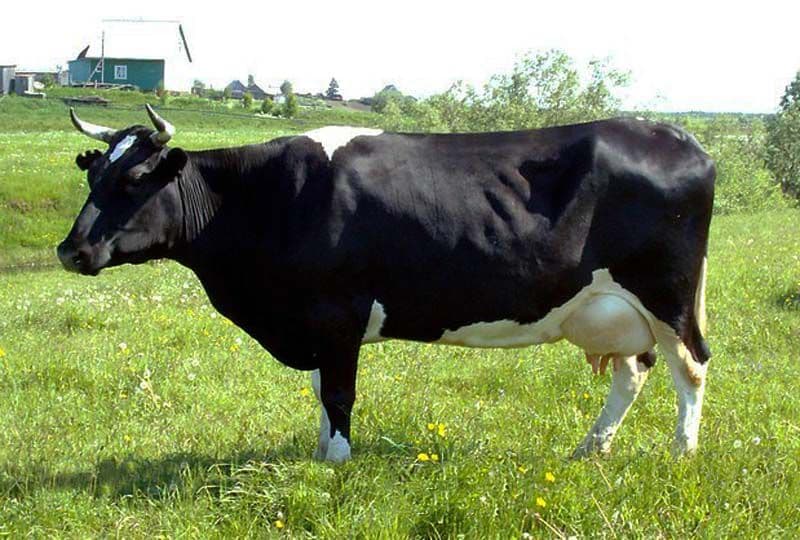 Vaca de Kholmogory