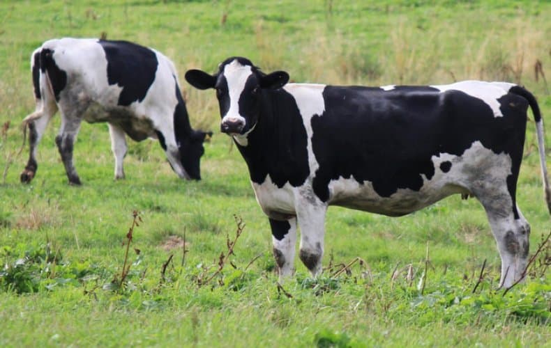 Vaca Tagil